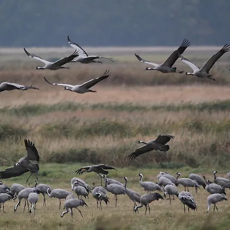 Haus Kranich Hotell Prerow