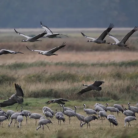 Haus Kranich Hotell 3*