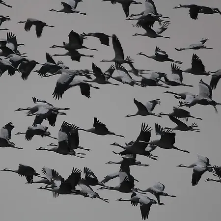 Haus Kranich Hotell Prerow